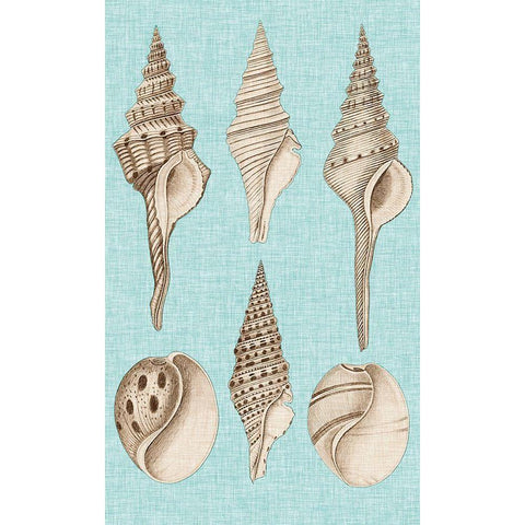 Sepia And Aqua Shells II Black Modern Wood Framed Art Print with Double Matting by Vision Studio