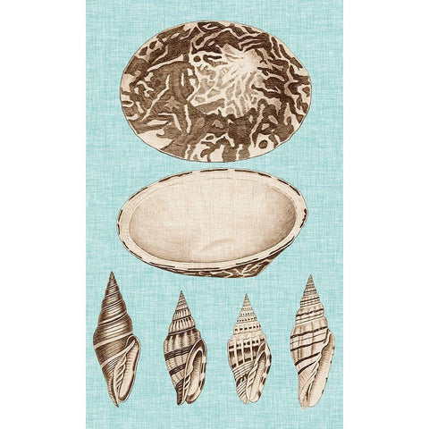 Sepia And Aqua Shells III White Modern Wood Framed Art Print by Vision Studio