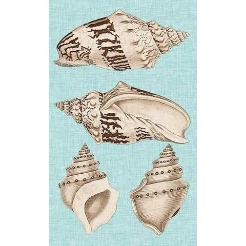 Sepia And Aqua Shells IV Black Modern Wood Framed Art Print with Double Matting by Vision Studio