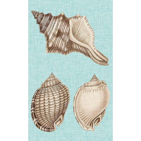 Sepia And Aqua Shells V Gold Ornate Wood Framed Art Print with Double Matting by Vision Studio