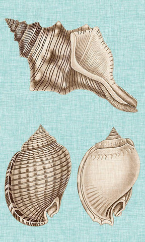 Sepia And Aqua Shells V Black Ornate Wood Framed Art Print with Double Matting by Vision Studio