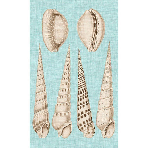 Sepia And Aqua Shells VI Gold Ornate Wood Framed Art Print with Double Matting by Vision Studio