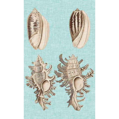 Sepia And Aqua Shells VII Gold Ornate Wood Framed Art Print with Double Matting by Vision Studio