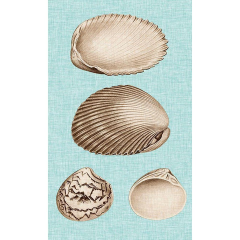 Sepia And Aqua Shells VIII Gold Ornate Wood Framed Art Print with Double Matting by Vision Studio