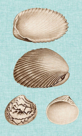 Sepia And Aqua Shells VIII Black Ornate Wood Framed Art Print with Double Matting by Vision Studio