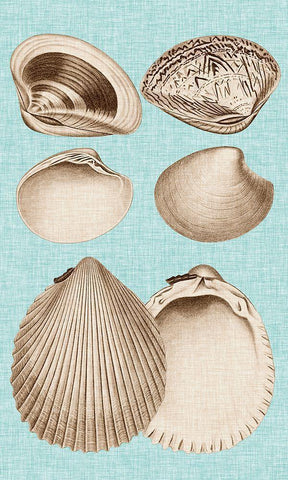 Sepia And Aqua Shells IX Black Ornate Wood Framed Art Print with Double Matting by Vision Studio