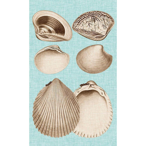 Sepia And Aqua Shells IX Gold Ornate Wood Framed Art Print with Double Matting by Vision Studio