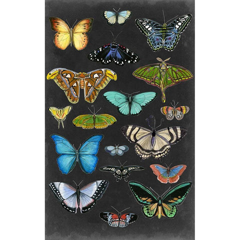 Graphic Butterfly Taxonomy I White Modern Wood Framed Art Print by McCavitt, Naomi