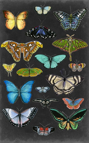 Graphic Butterfly Taxonomy I Black Ornate Wood Framed Art Print with Double Matting by McCavitt, Naomi