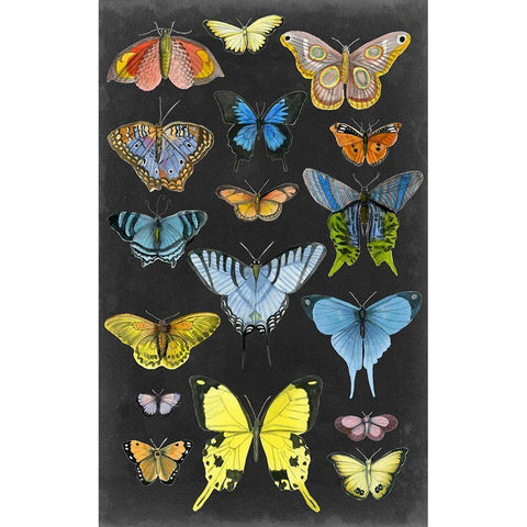 Graphic Butterfly Taxonomy II Gold Ornate Wood Framed Art Print with Double Matting by McCavitt, Naomi