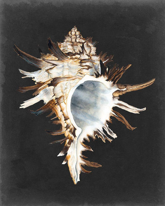 Image Only