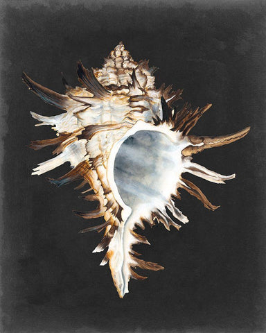 Graphic Black Murex Black Ornate Wood Framed Art Print with Double Matting by Willett, Michael