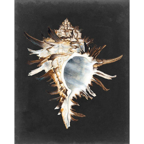 Graphic Black Murex Black Modern Wood Framed Art Print with Double Matting by Willett, Michael