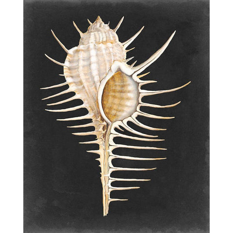 Graphic Spiny Murex Gold Ornate Wood Framed Art Print with Double Matting by Willett, Michael