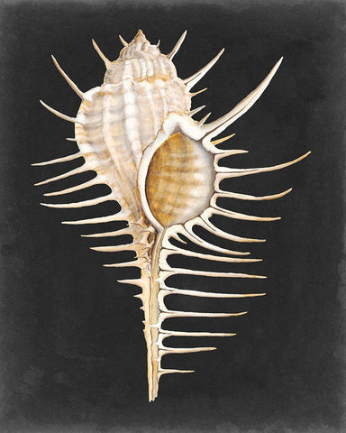 Graphic Spiny Murex White Modern Wood Framed Art Print with Double Matting by Willett, Michael