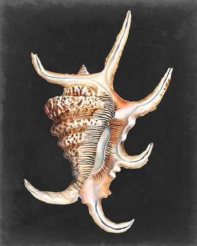Graphic Spider Conch White Modern Wood Framed Art Print with Double Matting by Willett, Michael