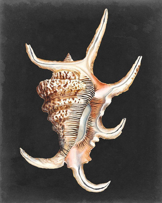 Image Only