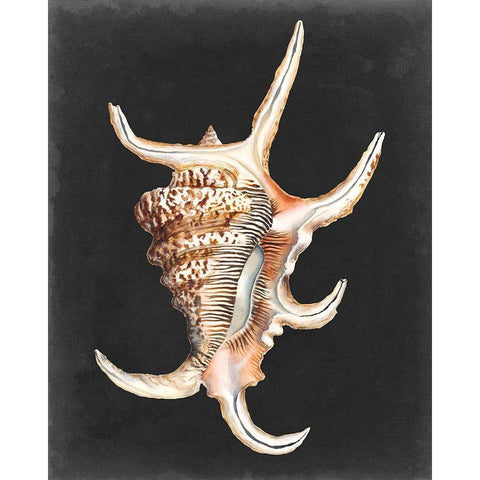 Graphic Spider Conch Gold Ornate Wood Framed Art Print with Double Matting by Willett, Michael