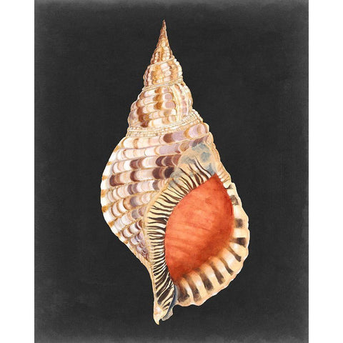 Graphic Grand Triton Black Modern Wood Framed Art Print by Willett, Michael