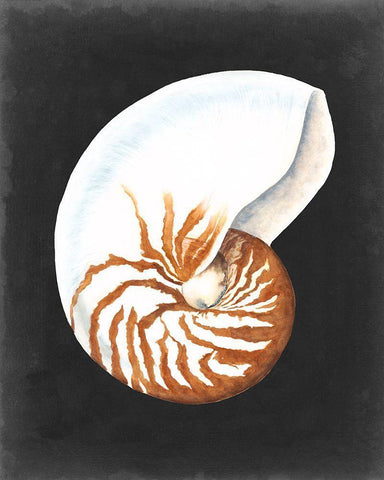 Graphic Nautilus White Modern Wood Framed Art Print with Double Matting by Willett, Michael