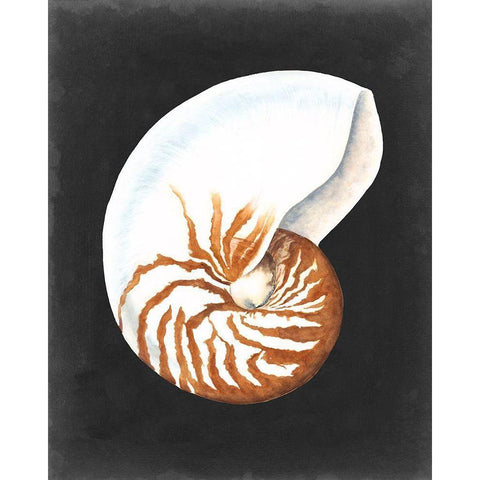 Graphic Nautilus Black Modern Wood Framed Art Print with Double Matting by Willett, Michael