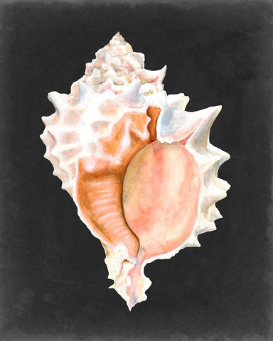 Graphic Pink Murex Black Ornate Wood Framed Art Print with Double Matting by Willett, Michael