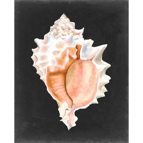 Graphic Pink Murex Black Modern Wood Framed Art Print by Willett, Michael