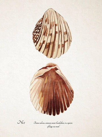Sienna Shell Collector I White Modern Wood Framed Art Print with Double Matting by Warren, Annie