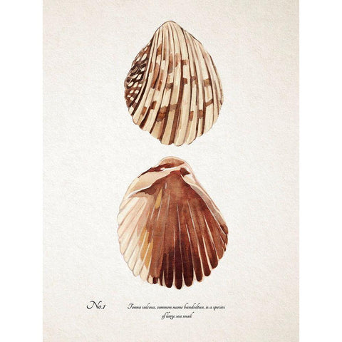 Sienna Shell Collector I Black Modern Wood Framed Art Print by Warren, Annie