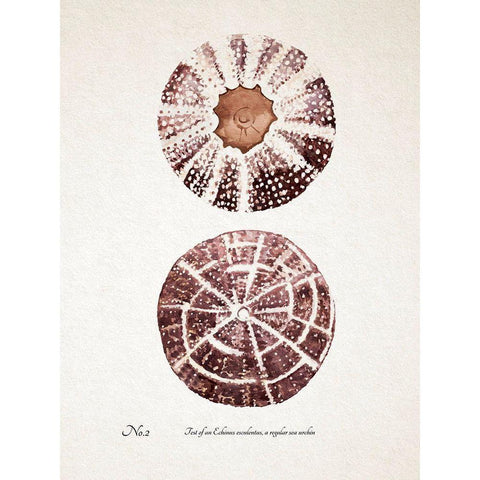 Sienna Shell Collector II Black Modern Wood Framed Art Print with Double Matting by Warren, Annie