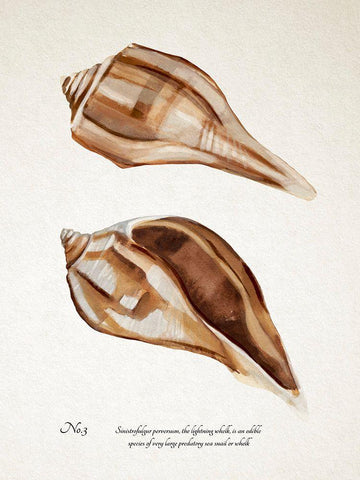 Sienna Shell Collector III Black Ornate Wood Framed Art Print with Double Matting by Warren, Annie