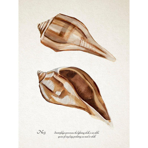 Sienna Shell Collector III Black Modern Wood Framed Art Print by Warren, Annie