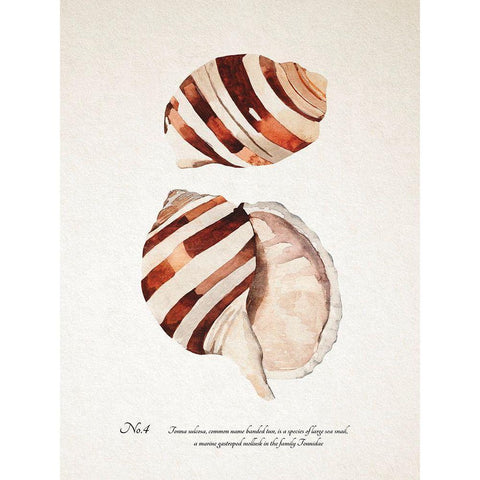 Sienna Shell Collector IV Black Modern Wood Framed Art Print with Double Matting by Warren, Annie