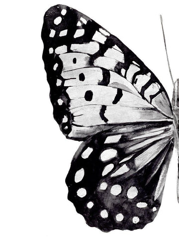 Monochrome Wings I Black Ornate Wood Framed Art Print with Double Matting by Warren, Annie