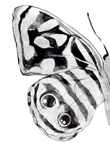 Monochrome Wings III Black Ornate Wood Framed Art Print with Double Matting by Warren, Annie