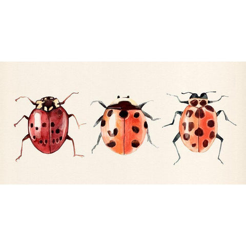 Ladybug Display I Black Modern Wood Framed Art Print with Double Matting by Warren, Annie