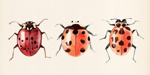 Ladybug Display I Black Ornate Wood Framed Art Print with Double Matting by Warren, Annie