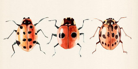 Ladybug Display II Black Ornate Wood Framed Art Print with Double Matting by Warren, Annie