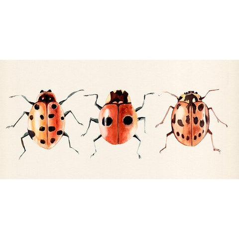 Ladybug Display II Black Modern Wood Framed Art Print with Double Matting by Warren, Annie