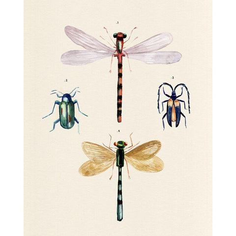 Insect Varieties I Black Modern Wood Framed Art Print with Double Matting by Warren, Annie