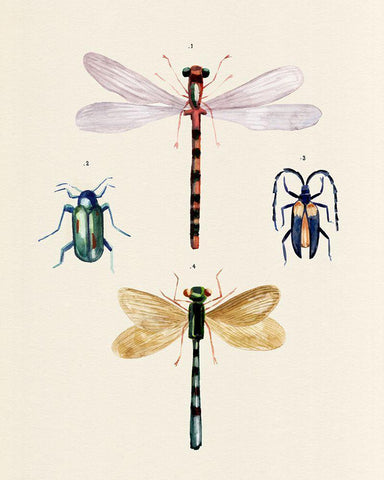 Insect Varieties I Black Ornate Wood Framed Art Print with Double Matting by Warren, Annie