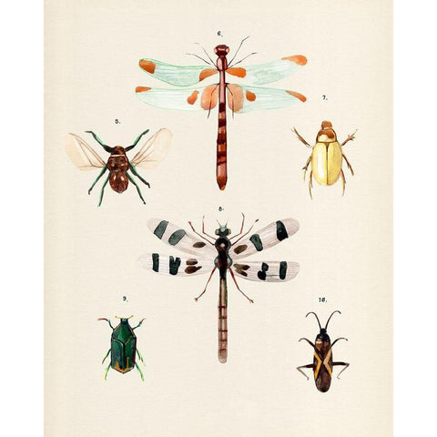 Insect Varieties II Black Modern Wood Framed Art Print with Double Matting by Warren, Annie