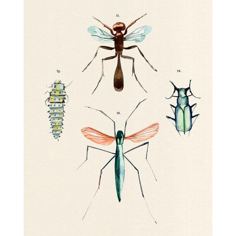 Insect Varieties III White Modern Wood Framed Art Print by Warren, Annie
