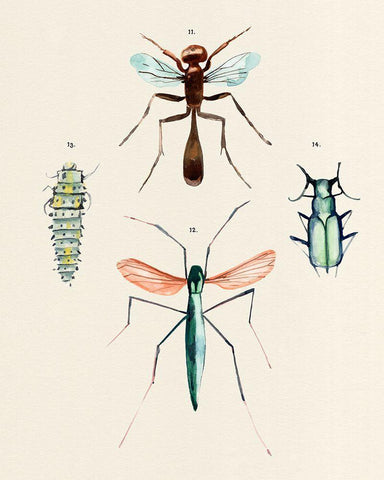 Insect Varieties III Black Ornate Wood Framed Art Print with Double Matting by Warren, Annie
