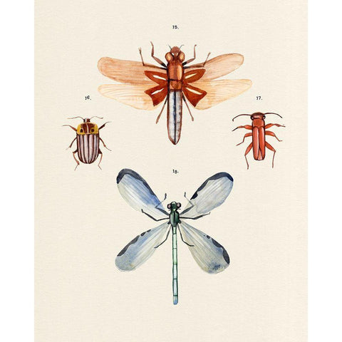 Insect Varieties IV Black Modern Wood Framed Art Print with Double Matting by Warren, Annie