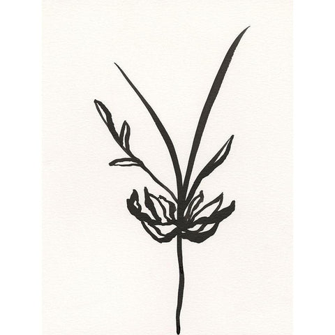 Ink Botanical Sketch I White Modern Wood Framed Art Print by Holland, J.