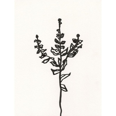 Ink Botanical Sketch II White Modern Wood Framed Art Print by Holland, J.