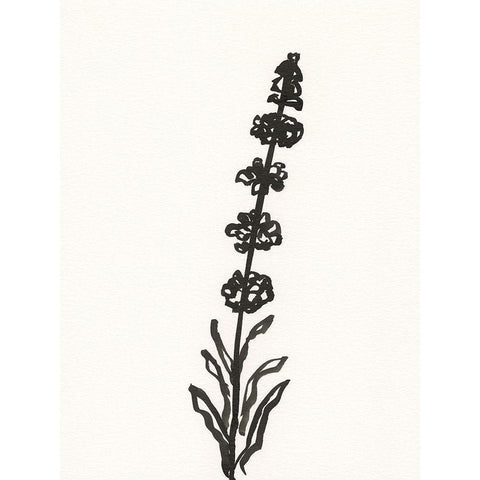 Ink Botanical Sketch VII Black Modern Wood Framed Art Print with Double Matting by Holland, J.