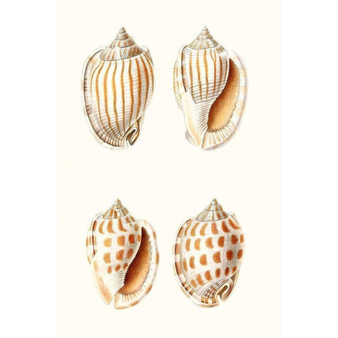 Lamarck Shells I Black Modern Wood Framed Art Print with Double Matting by Lamarck