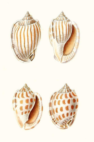Lamarck Shells I Black Ornate Wood Framed Art Print with Double Matting by Lamarck